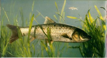 草鱼
