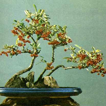 中华人民共和国大事记(1978年)