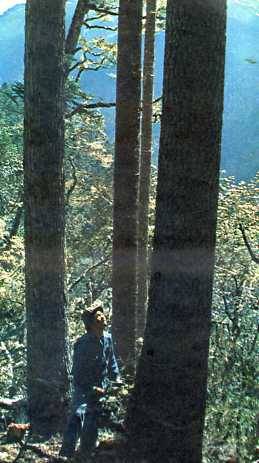 中华人民共和国大事记(1977年)