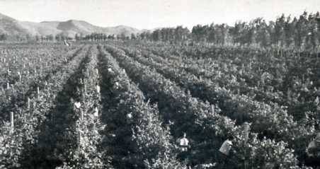 中华人民共和国大事记(1974年)