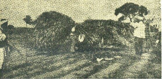 中华民国大事记(1931年)