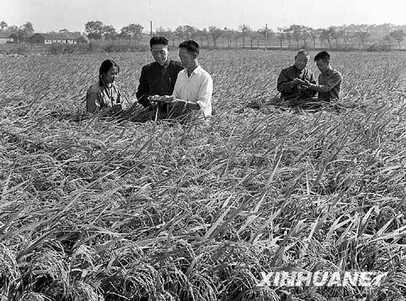 共和国档案——1973年:攻克杂交水稻难关
