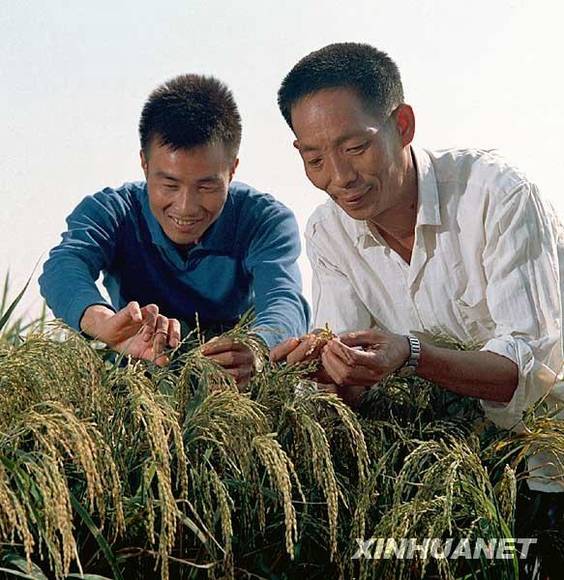共和国档案——1973年:攻克杂交水稻难关