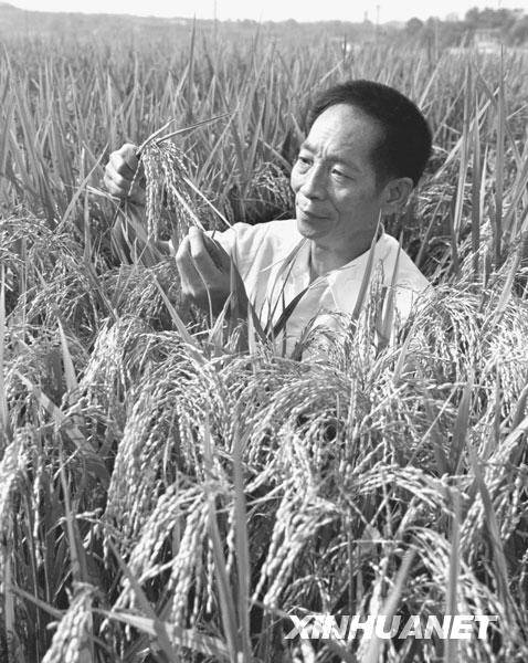 新中国足迹:籼型杂交水稻培育成功 袁隆平获世界粮食奖