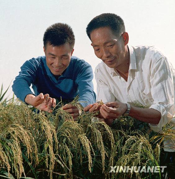 新中国足迹:籼型杂交水稻培育成功 袁隆平获世界粮食奖