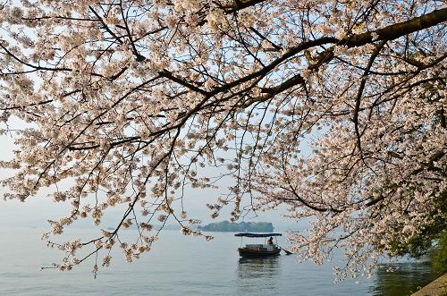 一只游船向杭州西湖“平湖秋月”边的樱花树下划来(2011年3月31日摄)。 6月24日,在法国巴黎举行的第35届世界遗产大会正式将中国“杭州西湖文化景观”列入《世界遗产名录》。 新华社发 杭州西湖文化景观正式被列入《世界遗产名录》
