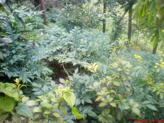 美丽桂东大家拍【组图】 美丽桂东大家拍【组图】