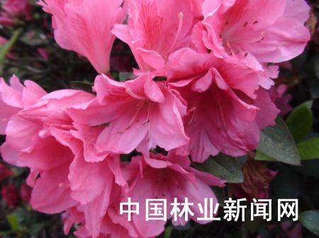 桂东林业:生态效益凸显 桂东林业:生态效益凸显