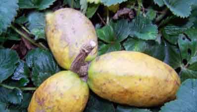 桂东特产牛郎果