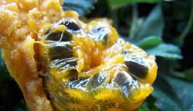 桂东特产牛郎果