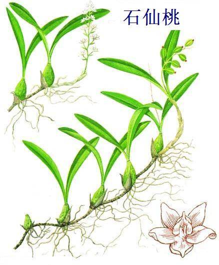 桂东大岭青鹅仙的传说 桂东大岭青鹅仙的传说