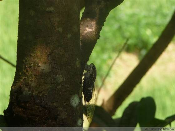 新坊民俗集锦之滴斑斑蚁 新坊民俗集锦之滴斑斑蚁