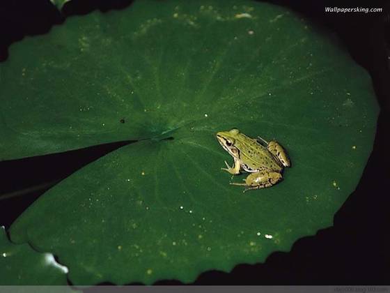 新坊民俗集锦之钓虹膜鸹 新坊民俗集锦之钓虹膜鸹