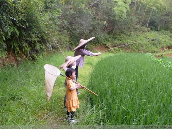 新坊民俗集锦之钓虹膜鸹 新坊民俗集锦之钓虹膜鸹