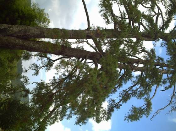 号称亚洲“马尾松之王”已成历史 - xxx - xfajz006 的博客 号称亚洲“马尾松之王”已成历史 - xxx - xfajz006 的博客