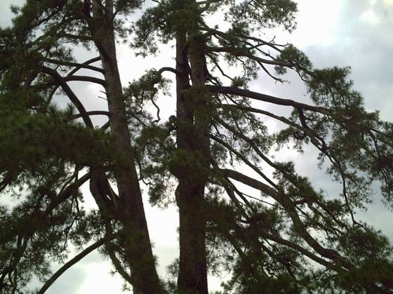 号称亚洲“马尾松之王”已成历史 - xxx - xfajz006 的博客 号称亚洲“马尾松之王”已成历史 - xxx - xfajz006 的博客