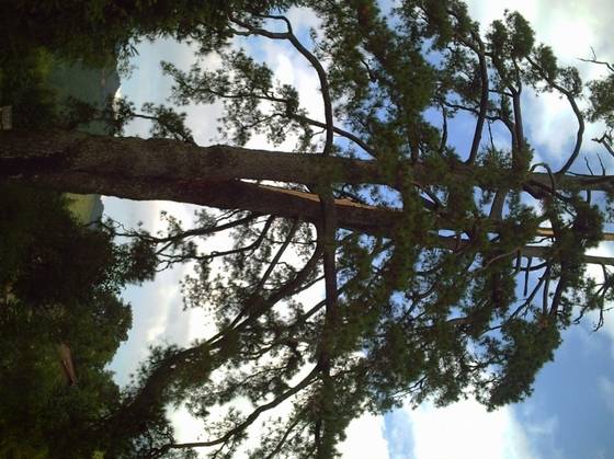 号称亚洲“马尾松之王”已成历史 - xxx - xfajz006 的博客 号称亚洲“马尾松之王”已成历史 - xxx - xfajz006 的博客