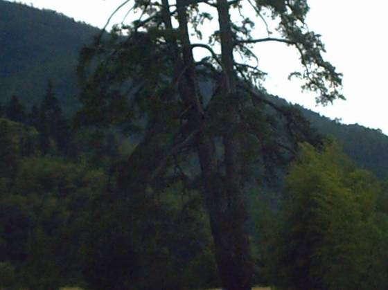 号称亚洲“马尾松之王”已成历史 - xxx - xfajz006 的博客 号称亚洲“马尾松之王”已成历史 - xxx - xfajz006 的博客