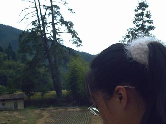 号称亚洲“马尾松之王”已成历史 - xxx - xfajz006 的博客 号称亚洲“马尾松之王”已成历史 - xxx - xfajz006 的博客