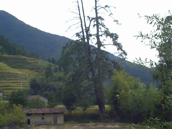 号称亚洲“马尾松之王”已成历史 - xxx - xfajz006 的博客 号称亚洲“马尾松之王”已成历史 - xxx - xfajz006 的博客