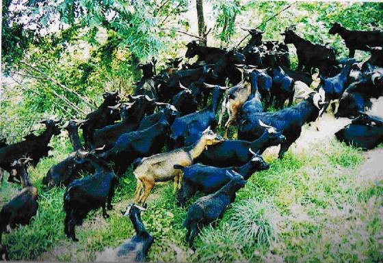 《桂东县志》政权 《桂东县志》政权