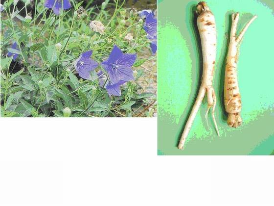 挖妲崽脑 挖妲崽脑