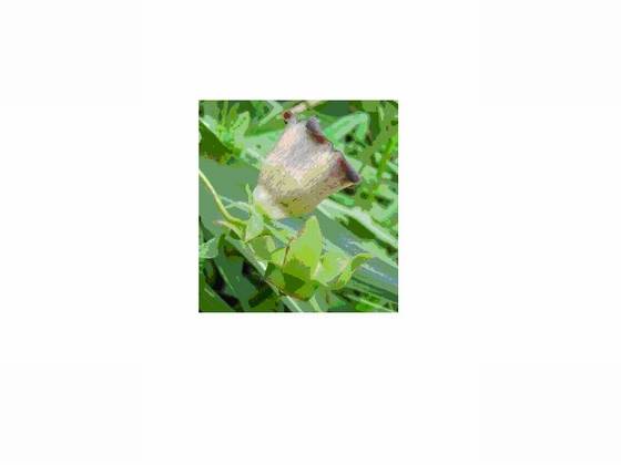 挖妲崽脑 挖妲崽脑