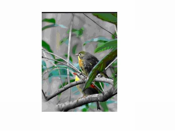 《桂东县志》特产 《桂东县志》特产