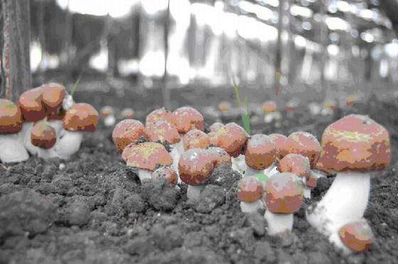 《桂东县志》特产 《桂东县志》特产