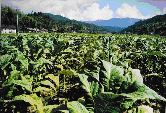 《桂东县志》经济发展与人民生活 《桂东县志》经济发展与人民生活