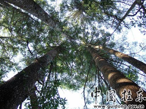 桂东——红色土地 绿色屏障 桂东——红色土地 绿色屏障