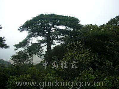 桂东山歌 - 相思桂花城 - 桂东县老科技工作者协会 桂东山歌 - 相思桂花城 - 桂东县老科技工作者协会