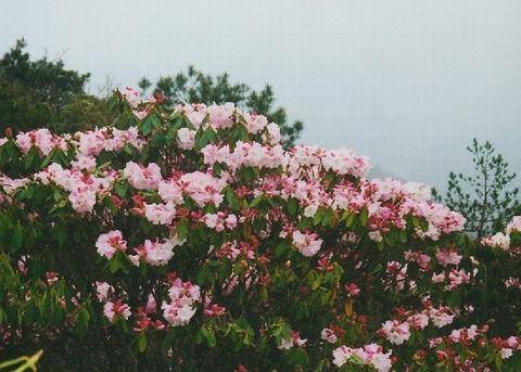 桂东山歌 - 相思桂花城 - 桂东县老科技工作者协会 桂东山歌 - 相思桂花城 - 桂东县老科技工作者协会