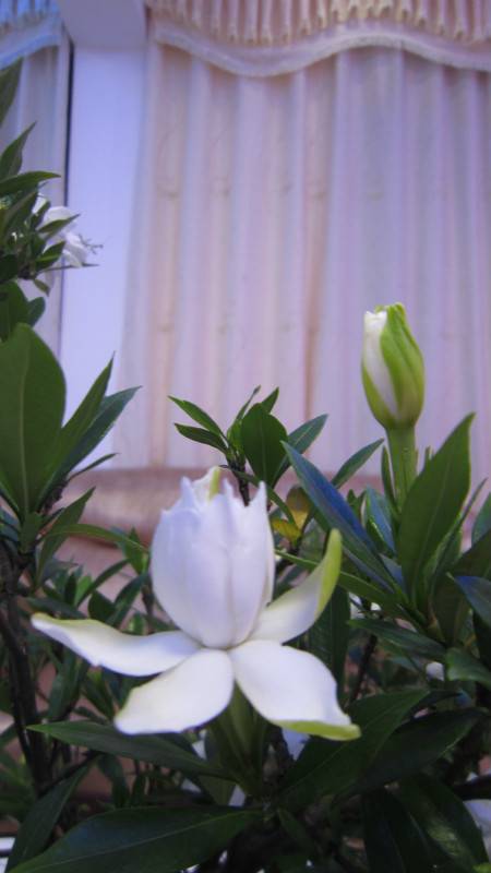 陈淡然作品选 图片