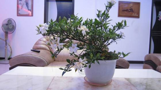 陈淡然作品选 图片