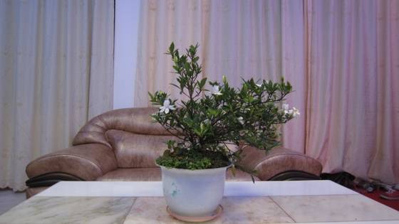 陈淡然作品选 图片