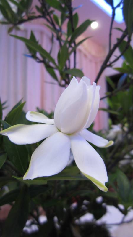 陈淡然作品选 图片