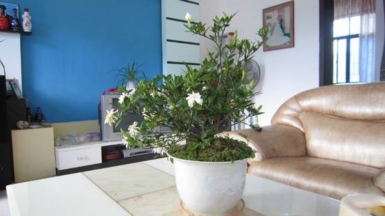 陈淡然作品选 图片