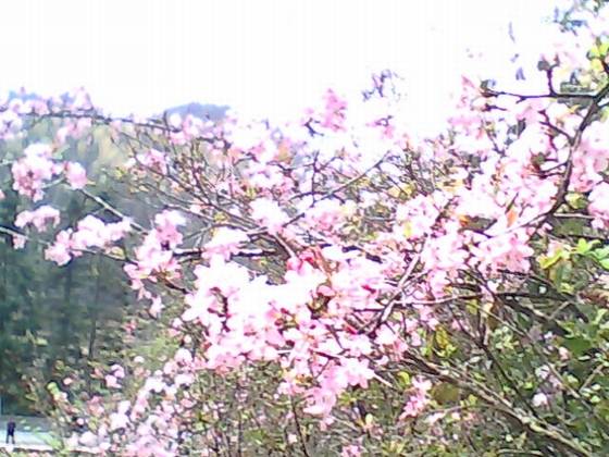 陈淡然作品选 陈淡然作品选