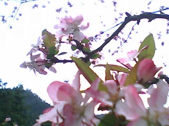 陈淡然作品选 陈淡然作品选