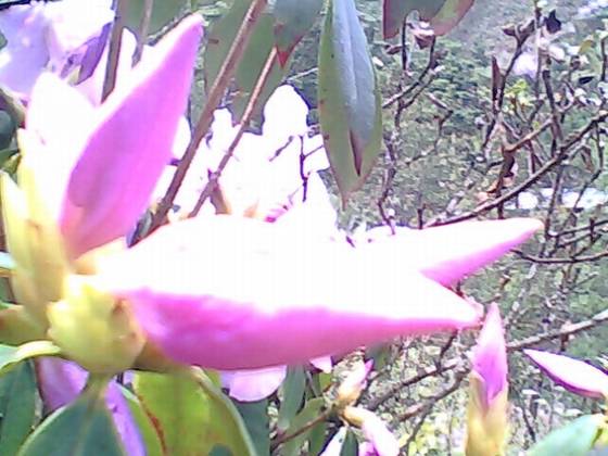 陈淡然作品选 陈淡然作品选