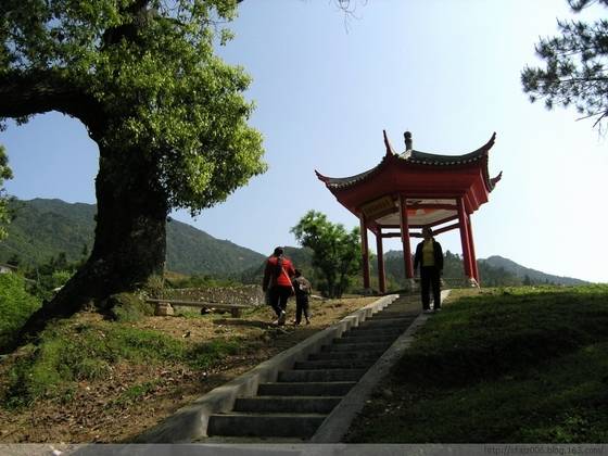 龙溪伟人树的传奇故事 龙溪伟人树的传奇故事