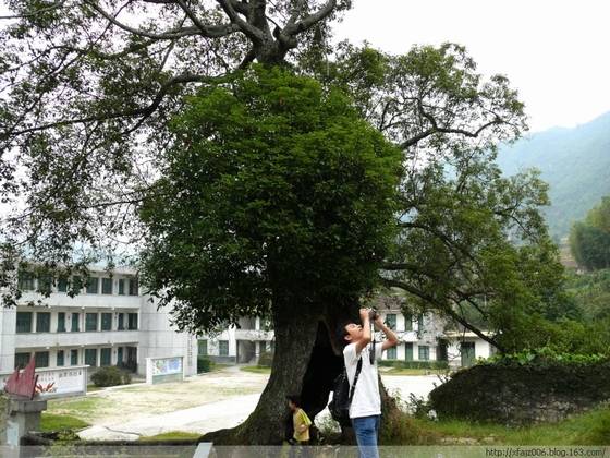 龙溪伟人树的传奇故事 龙溪伟人树的传奇故事