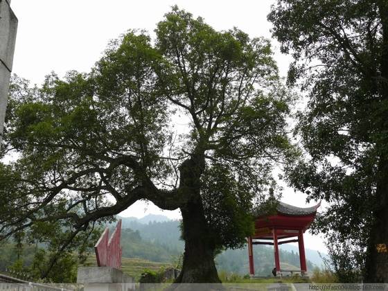 龙溪伟人树的传奇故事 龙溪伟人树的传奇故事