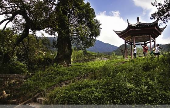 龙溪伟人树的传奇故事 龙溪伟人树的传奇故事