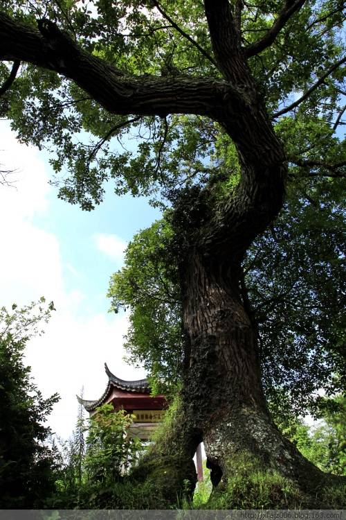 龙溪伟人树的传奇故事 龙溪伟人树的传奇故事