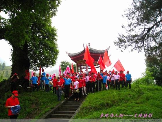 龙溪伟人树的传奇故事 龙溪伟人树的传奇故事