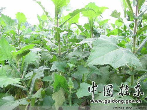 桂东风情之邓建中的探访中国长寿之乡增口乡 桂东风情之邓建中的探访中国长寿之乡增口乡