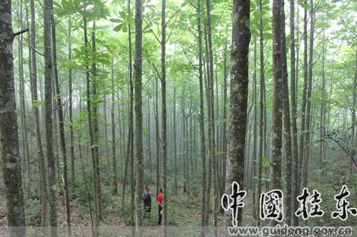 桂东风情之邓建中的探访中国长寿之乡增口乡 桂东风情之邓建中的探访中国长寿之乡增口乡