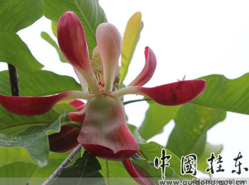 桂东风情之邓建中的探访中国长寿之乡增口乡 桂东风情之邓建中的探访中国长寿之乡增口乡